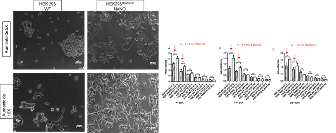 Figure 4: RAD51B protein expression analysis